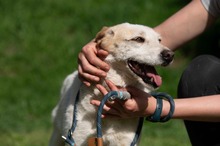 HARRY, Hund, Mischlingshund in Ungarn - Bild 14