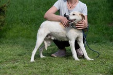 HARRY, Hund, Mischlingshund in Ungarn - Bild 15