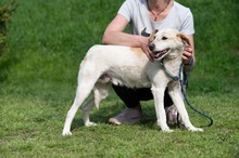 HARRY, Hund, Mischlingshund in Ungarn - Bild 16