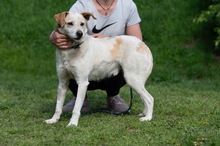 HARRY, Hund, Mischlingshund in Ungarn - Bild 17