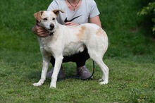 HARRY, Hund, Mischlingshund in Ungarn - Bild 18