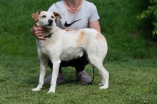 HARRY, Hund, Mischlingshund in Ungarn - Bild 19