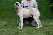 HARRY, Hund, Mischlingshund in Ungarn - Bild 20