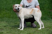 HARRY, Hund, Mischlingshund in Ungarn - Bild 21