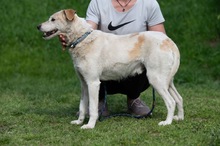 HARRY, Hund, Mischlingshund in Ungarn - Bild 22