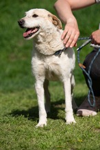 HARRY, Hund, Mischlingshund in Ungarn - Bild 23