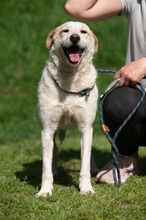 HARRY, Hund, Mischlingshund in Ungarn - Bild 3