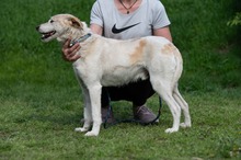 HARRY, Hund, Mischlingshund in Ungarn - Bild 4
