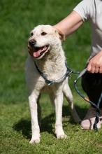 HARRY, Hund, Mischlingshund in Ungarn - Bild 5