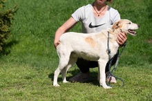 HARRY, Hund, Mischlingshund in Ungarn - Bild 6
