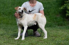 HARRY, Hund, Mischlingshund in Ungarn - Bild 7