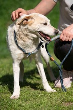 HARRY, Hund, Mischlingshund in Ungarn - Bild 8