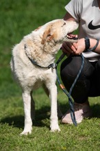 HARRY, Hund, Mischlingshund in Ungarn - Bild 9