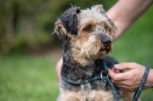 RÜTYÖ, Hund, Yorkshire Terrier-Mix in Ungarn - Bild 10
