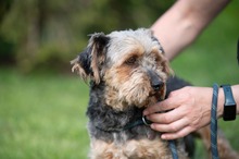 RÜTYÖ, Hund, Yorkshire Terrier-Mix in Ungarn - Bild 11