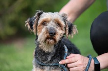 RÜTYÖ, Hund, Yorkshire Terrier-Mix in Ungarn - Bild 12