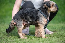 RÜTYÖ, Hund, Yorkshire Terrier-Mix in Ungarn - Bild 13