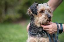 RÜTYÖ, Hund, Yorkshire Terrier-Mix in Ungarn - Bild 14