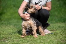 RÜTYÖ, Hund, Yorkshire Terrier-Mix in Ungarn - Bild 15