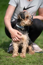 RÜTYÖ, Hund, Yorkshire Terrier-Mix in Ungarn - Bild 2