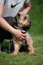 RÜTYÖ, Hund, Yorkshire Terrier-Mix in Ungarn - Bild 3