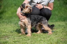 RÜTYÖ, Hund, Yorkshire Terrier-Mix in Ungarn - Bild 4