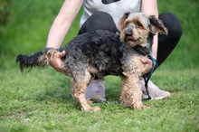 RÜTYÖ, Hund, Yorkshire Terrier-Mix in Ungarn - Bild 5