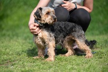 RÜTYÖ, Hund, Yorkshire Terrier-Mix in Ungarn - Bild 6