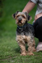 RÜTYÖ, Hund, Yorkshire Terrier-Mix in Ungarn - Bild 7