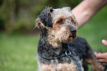 RÜTYÖ, Hund, Yorkshire Terrier-Mix in Ungarn - Bild 8