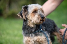 RÜTYÖ, Hund, Yorkshire Terrier-Mix in Ungarn - Bild 9