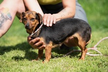 ISOLDE, Hund, Chihuahua-Mix in Ungarn - Bild 1