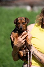 ISOLDE, Hund, Chihuahua-Mix in Ungarn - Bild 10