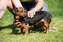 ISOLDE, Hund, Chihuahua-Mix in Ungarn - Bild 11
