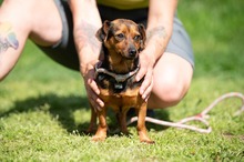 ISOLDE, Hund, Chihuahua-Mix in Ungarn - Bild 12