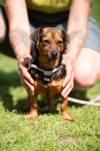 ISOLDE, Hund, Chihuahua-Mix in Ungarn - Bild 2