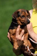 ISOLDE, Hund, Chihuahua-Mix in Ungarn - Bild 3