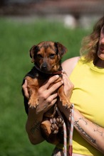 ISOLDE, Hund, Chihuahua-Mix in Ungarn - Bild 4