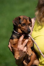 ISOLDE, Hund, Chihuahua-Mix in Ungarn - Bild 5