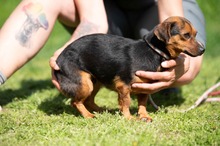 ISOLDE, Hund, Chihuahua-Mix in Ungarn - Bild 6