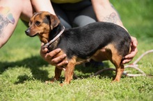 ISOLDE, Hund, Chihuahua-Mix in Ungarn - Bild 7