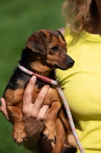 ISOLDE, Hund, Chihuahua-Mix in Ungarn - Bild 8