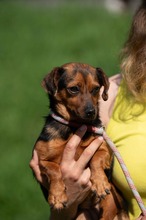 ISOLDE, Hund, Chihuahua-Mix in Ungarn - Bild 9