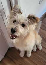 WILLIAM, Hund, Mischlingshund in Spanien - Bild 1