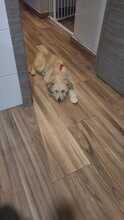 WILLIAM, Hund, Mischlingshund in Spanien - Bild 10