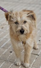 WILLIAM, Hund, Mischlingshund in Spanien - Bild 11