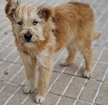 WILLIAM, Hund, Mischlingshund in Spanien - Bild 12