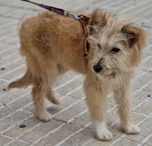 WILLIAM, Hund, Mischlingshund in Spanien - Bild 13