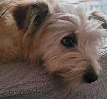 WILLIAM, Hund, Mischlingshund in Spanien - Bild 2