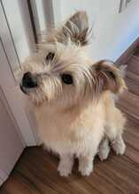 WILLIAM, Hund, Mischlingshund in Spanien - Bild 4